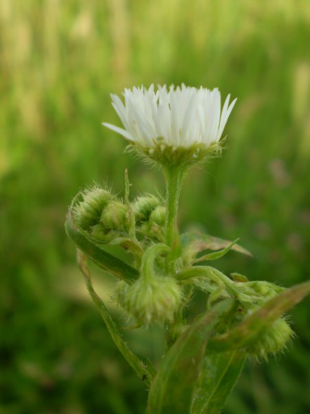 Erigeron annuus