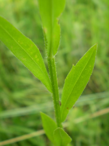 Erigeron annuus