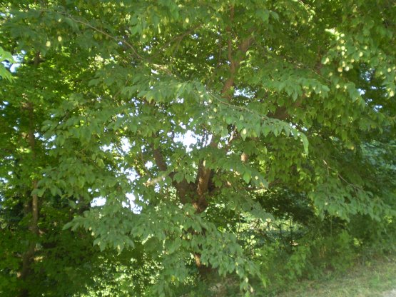 Ostrya carpinifolia