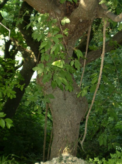 Ostrya carpinifolia