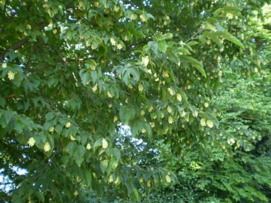 Ostrya carpinifolia