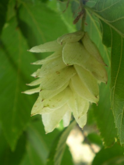 Ostrya carpinifolia