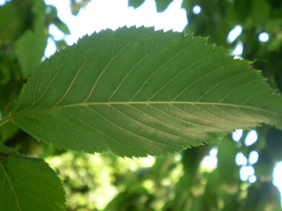 Ostrya carpinifolia