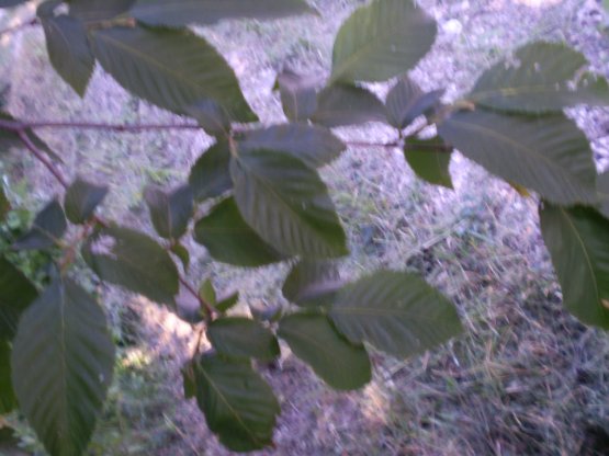 Ostrya carpinifolia