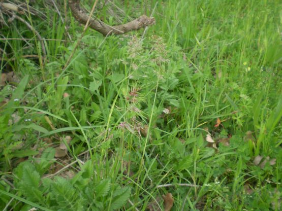 Poa bulbosa forma vivipara