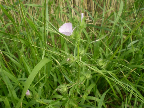 Althaea hirsuta