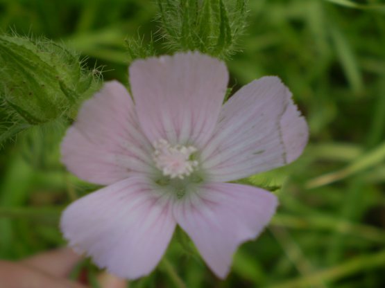 Althaea hirsuta