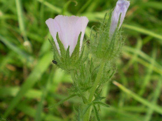 Althaea hirsuta