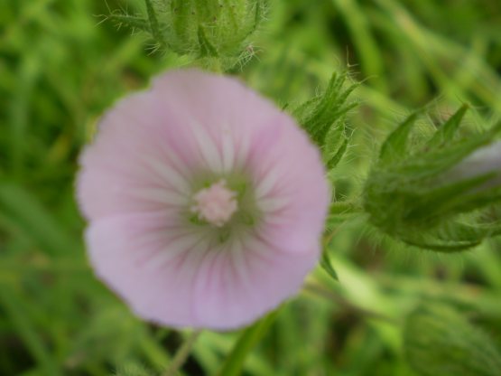 Althaea hirsuta