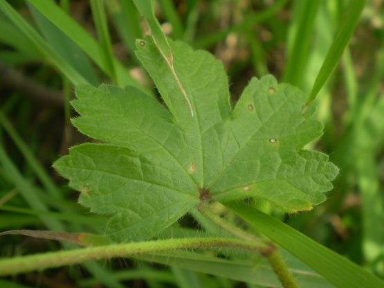 Althaea hirsuta