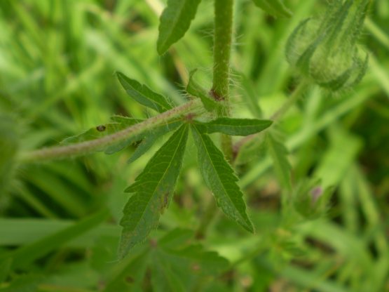 Althaea hirsuta