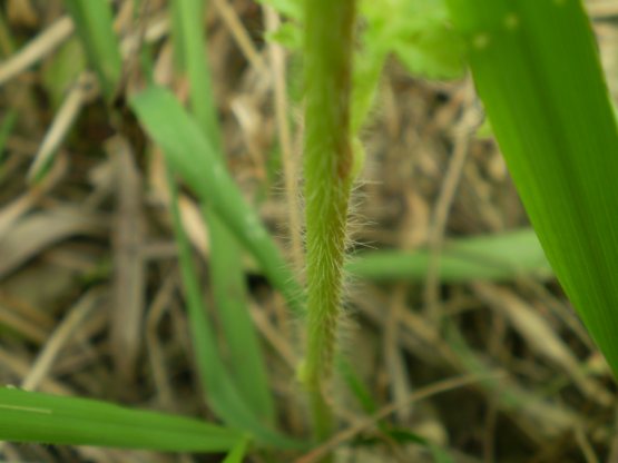 Althaea hirsuta