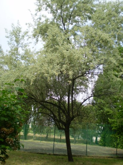 Eleagnus angustifolia