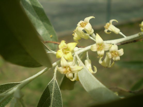 Eleagnus angustifolia