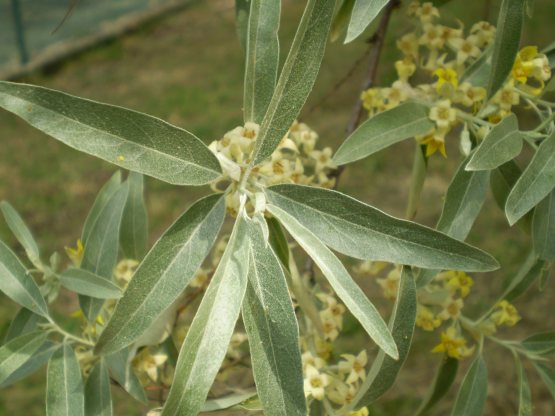 Eleagnus angustifolia