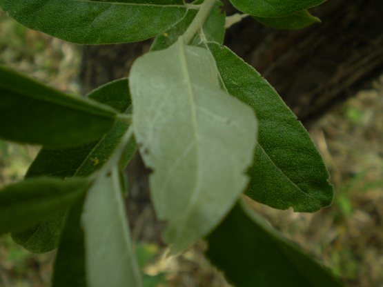 Eleagnus angustifolia