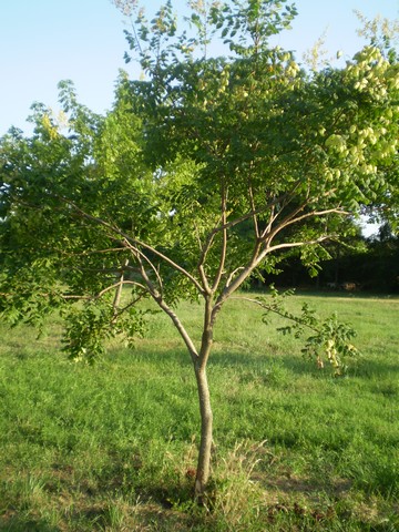 Koelreuteria paniculata (pianta coltivata)