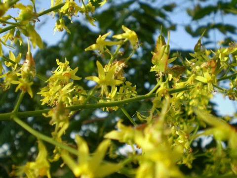 Koelreuteria paniculata (pianta coltivata)