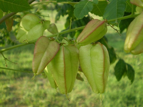 Koelreuteria paniculata (pianta coltivata)