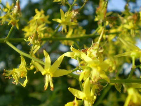 Koelreuteria paniculata (pianta coltivata)