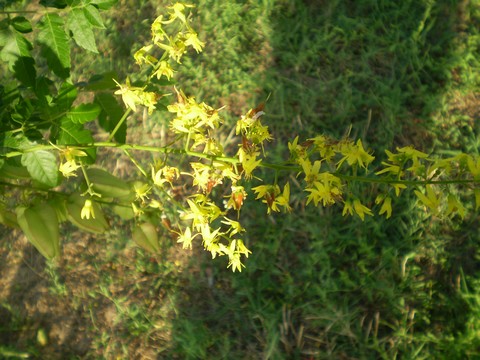 Koelreuteria paniculata (pianta coltivata)