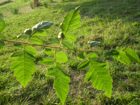 Koelreuteria paniculata (pianta coltivata)