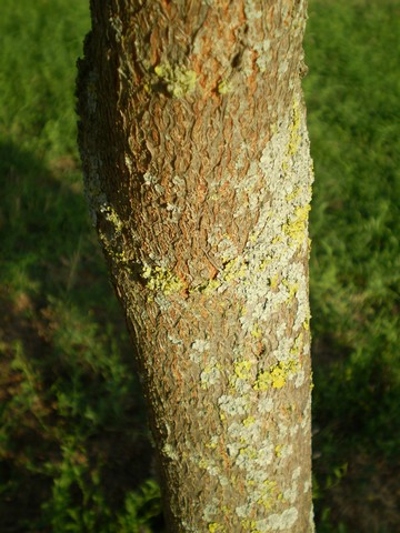 Koelreuteria paniculata (pianta coltivata)