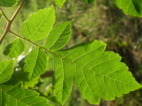 Koelreuteria paniculata (pianta coltivata)