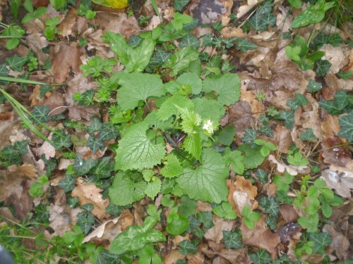 Alliaria petiolata