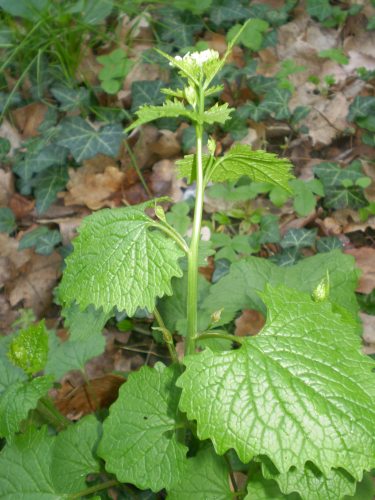 Alliaria petiolata