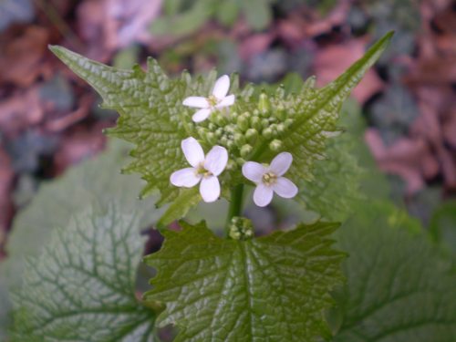 Alliaria petiolata