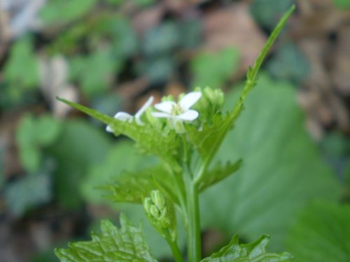 Alliaria petiolata