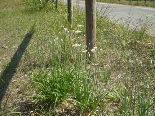 Allium tuberosum