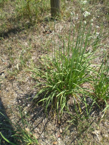 Allium tuberosum