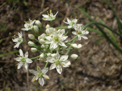 Allium tuberosum