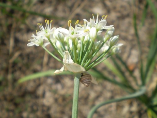 Allium tuberosum