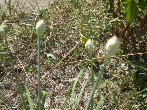 Allium tuberosum