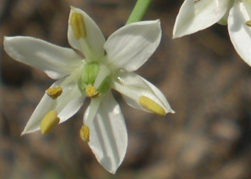 Allium tuberosum