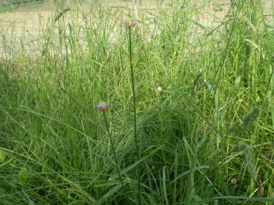 Allium vineale