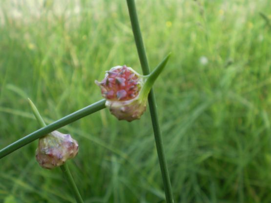 Allium vineale