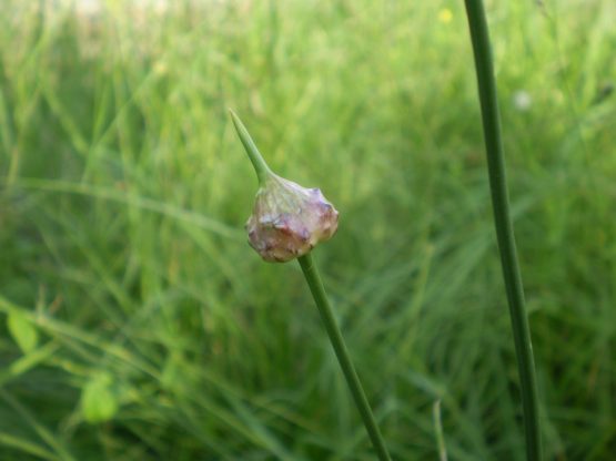 Allium vineale