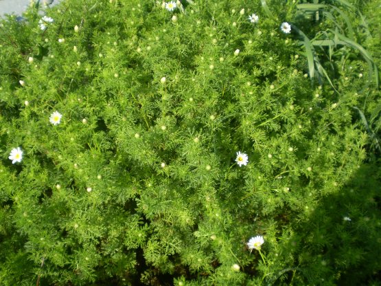 Anthemis arvensis / Camomilla falsa