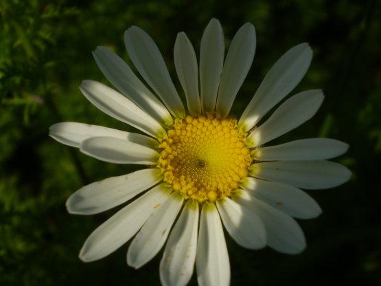 Anthemis arvensis / Camomilla falsa