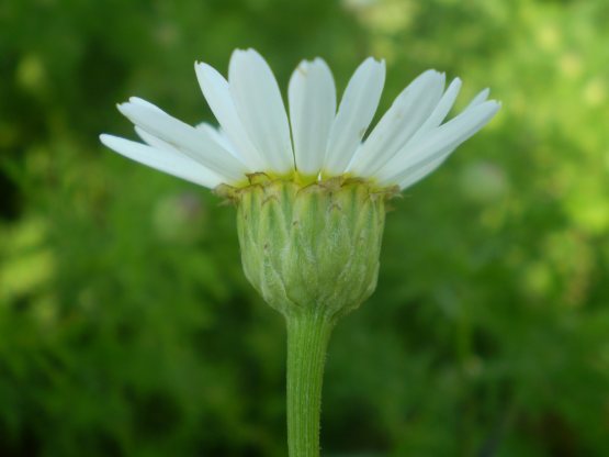 Anthemis arvensis / Camomilla falsa