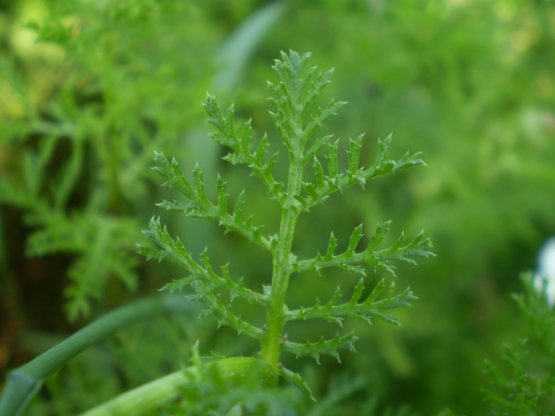 Anthemis arvensis / Camomilla falsa