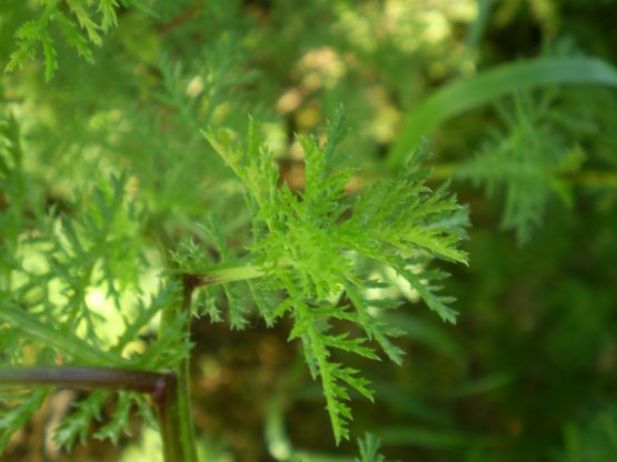 Anthemis arvensis / Camomilla falsa