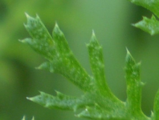 Anthemis arvensis / Camomilla falsa