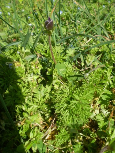 Anemone coronaria