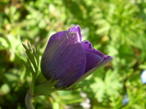 Anemone coronaria