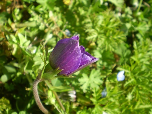 Anemone coronaria